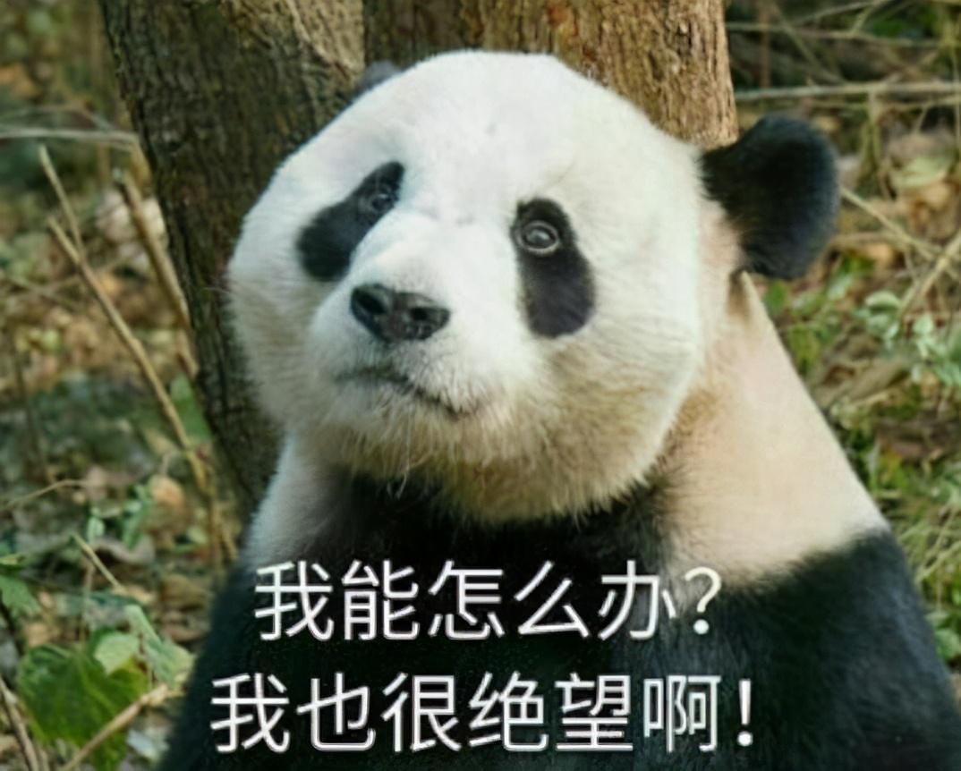 儿童线上英语一对一口语课_英语在线口语网课哪个好_英语口语课