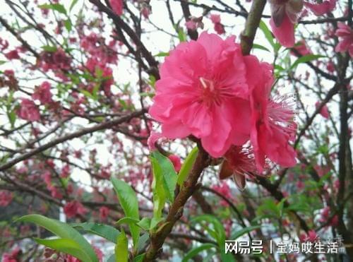 成人英语自学app软件_成人英语怎么学从零开始app_成人英语APP