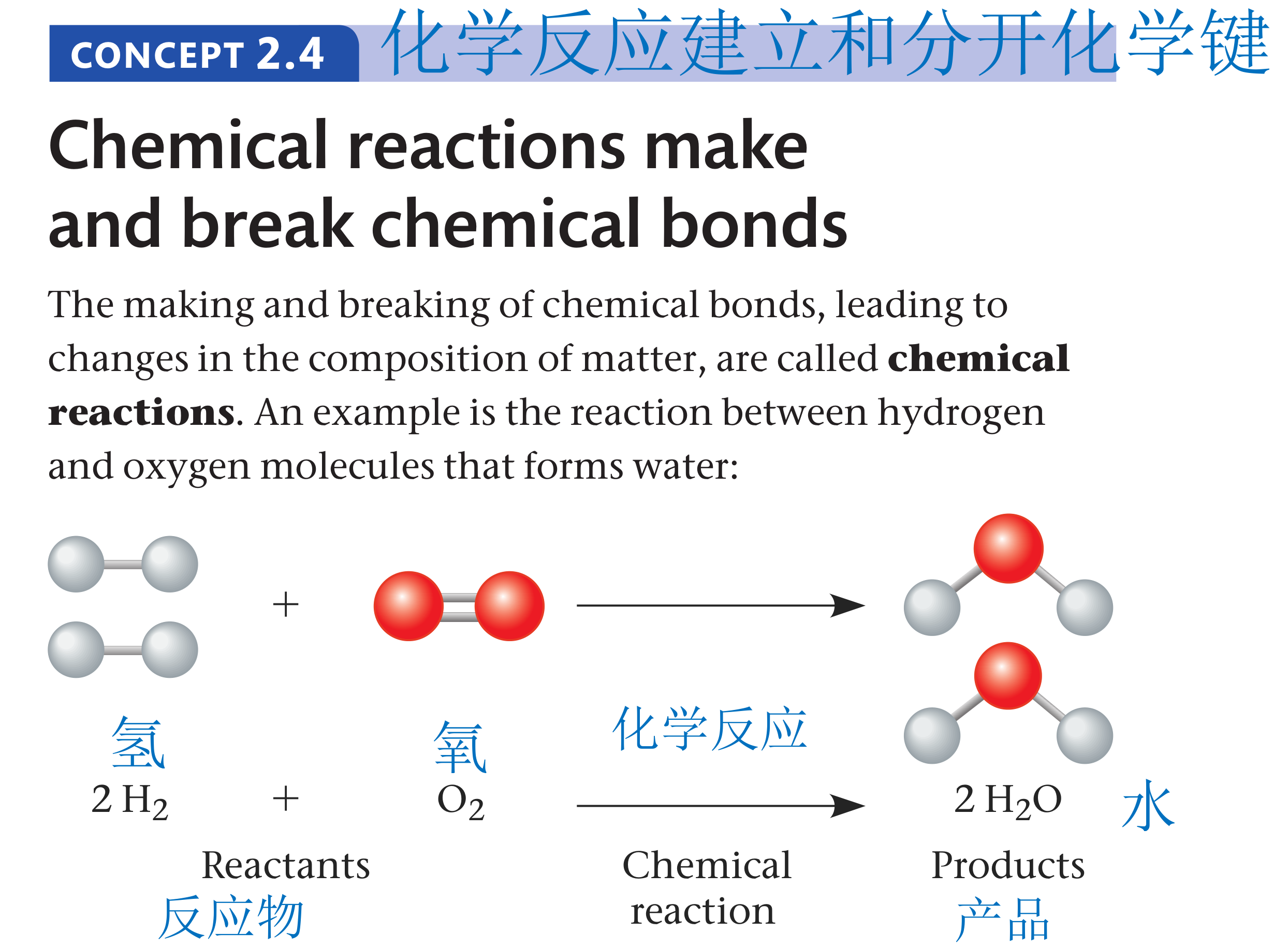 遗传学英语翻译_遗传学英语_遗传英语