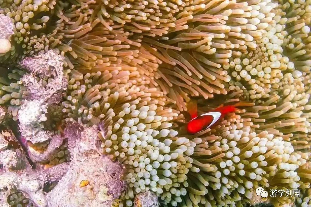 菲律宾英语学校收费_菲律宾英语学校排名_菲律宾学英语什么学校好?