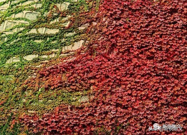 外教一对一打卡拍照_拍照外教打卡软件_拍照外教打卡图片