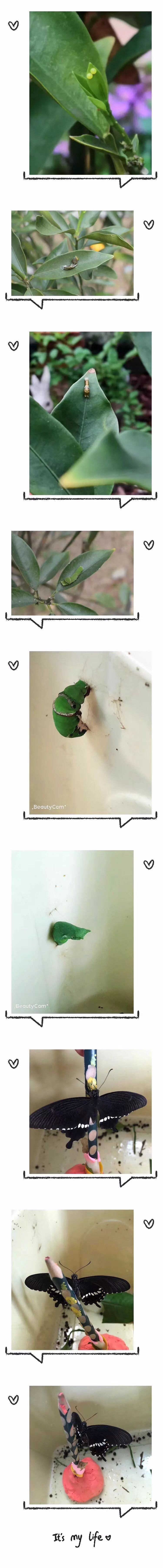 柠檬树纯外教一对一_柠檬树英语加盟_柠檬树中英版