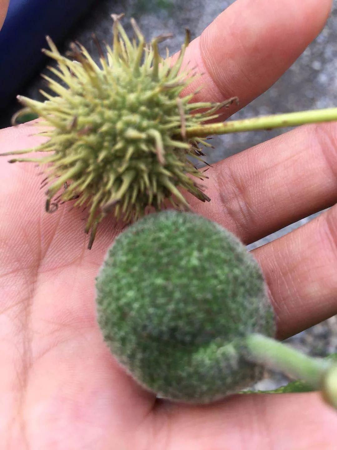 柠檬树英语加盟_柠檬树纯外教一对一_柠檬树中英版