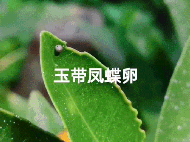 柠檬树中英版_柠檬树英语加盟_柠檬树纯外教一对一