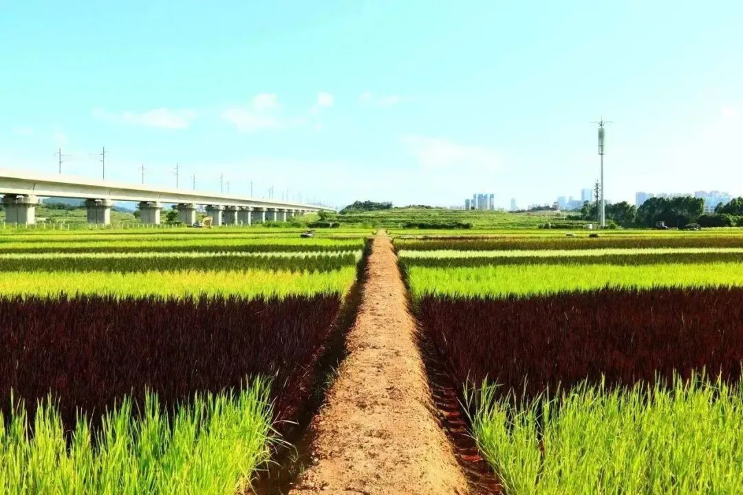光明随心订价格_光明一对一外教价格_光明外教价格怎么样